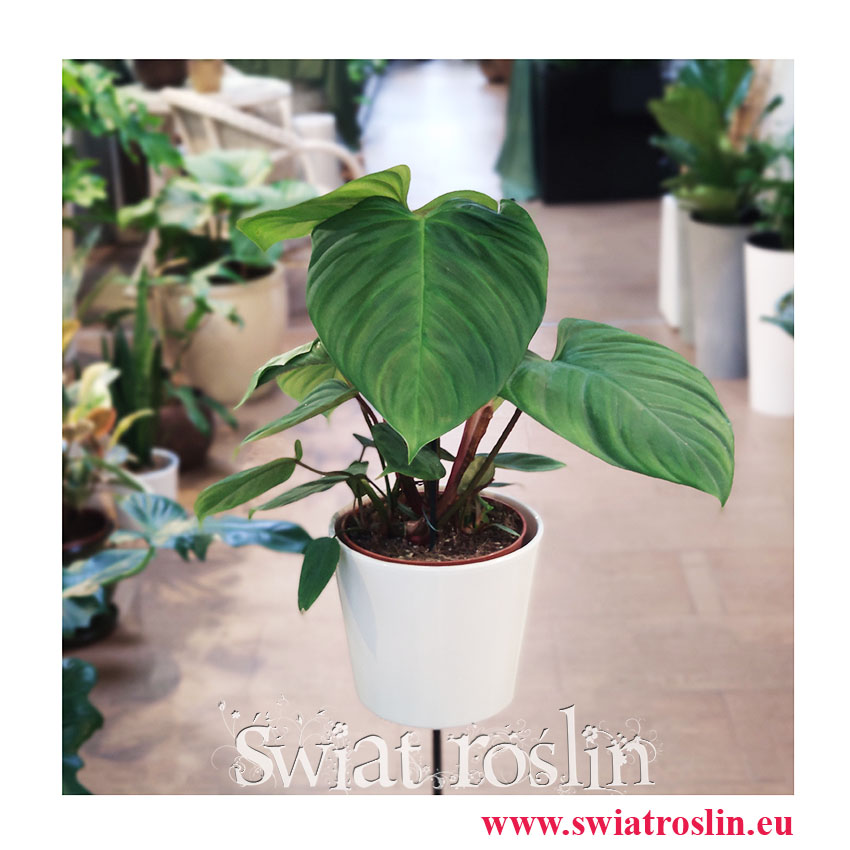 Philodendron Fuzzy Petiole, Filodendron Fuzzy Petiole, kwiaty rośliny doniczkowe sklep internetowy