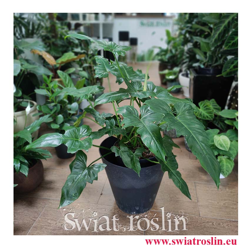 Philodendron Narrow Escape, Filodendron Narrow Escape, rośliny doniczkowe Kraków