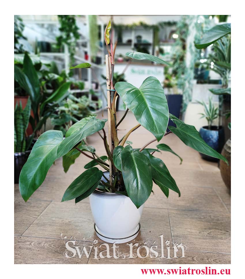 Philodendron Red Twins, Filodendron Red Twins, internetowy sklep z roslinami online, philodendron Kraków
