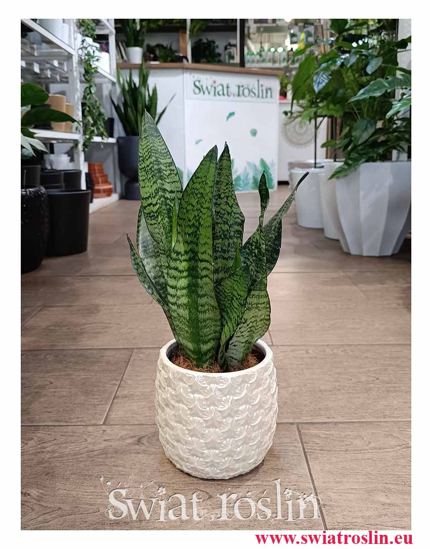 Sansevieria Zeylanica Compacta do biura do firmy do salonu do mieszkania na parapet w najlepszej cenie z dostawą, Sansewiera Zeylanica Compacta