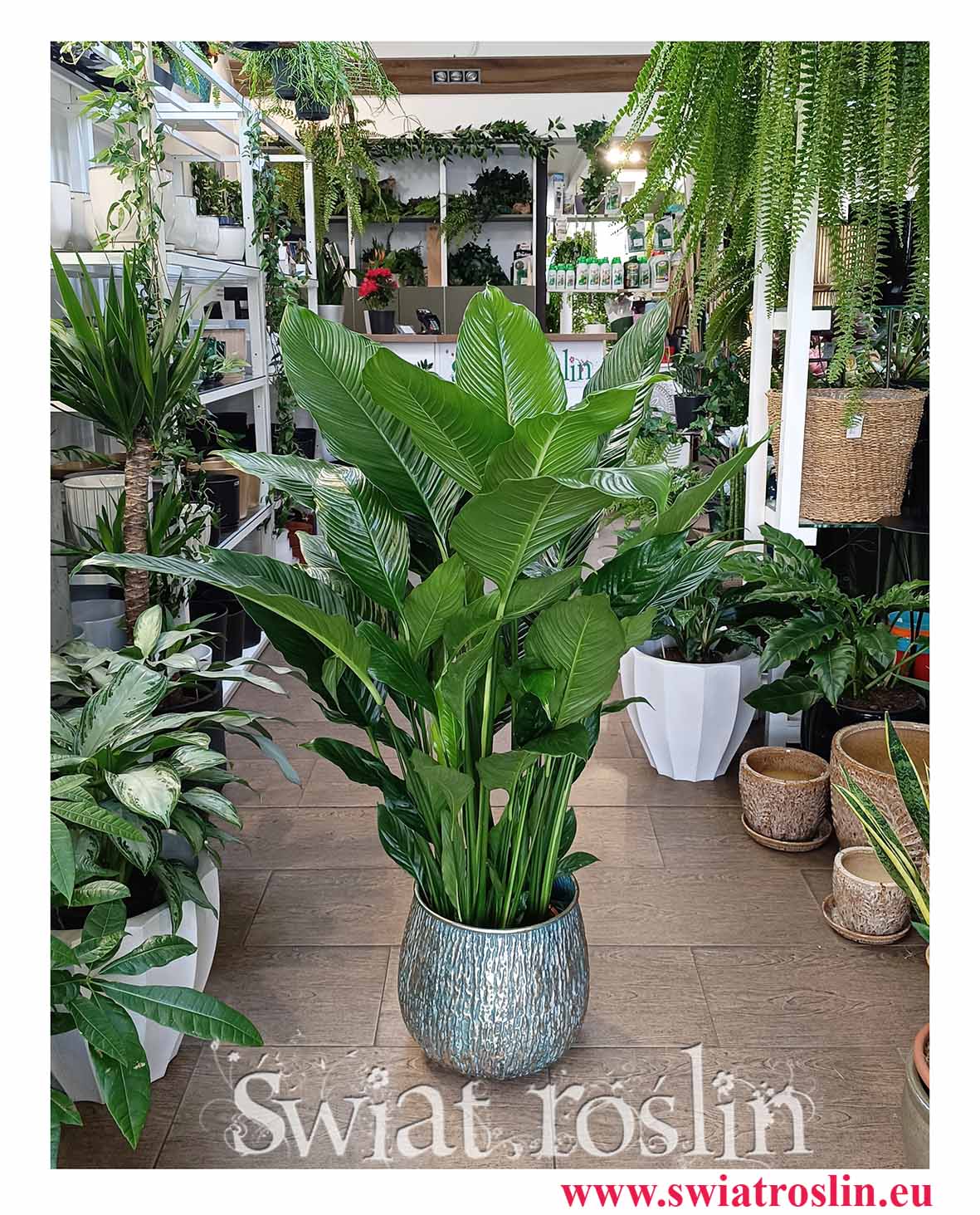 Skrzydłokwiat Sweet Lauretta modna roślina dla vipów z dostawą z e sklepu internetowego online, Spathiphyllum Sweet Lauretta