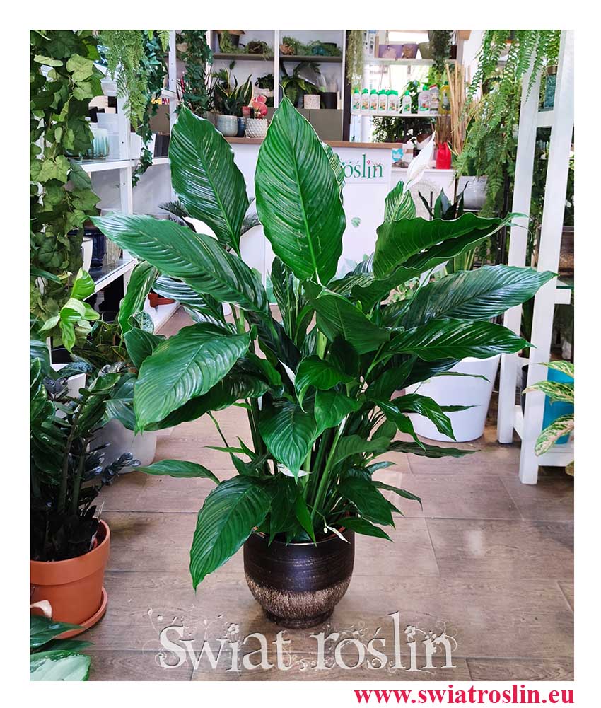 Skrzydłokwiat Sweet Lauretta popularne rośliny z insta sklep online wysyłka, Spathiphyllum Sweet Lauretta.