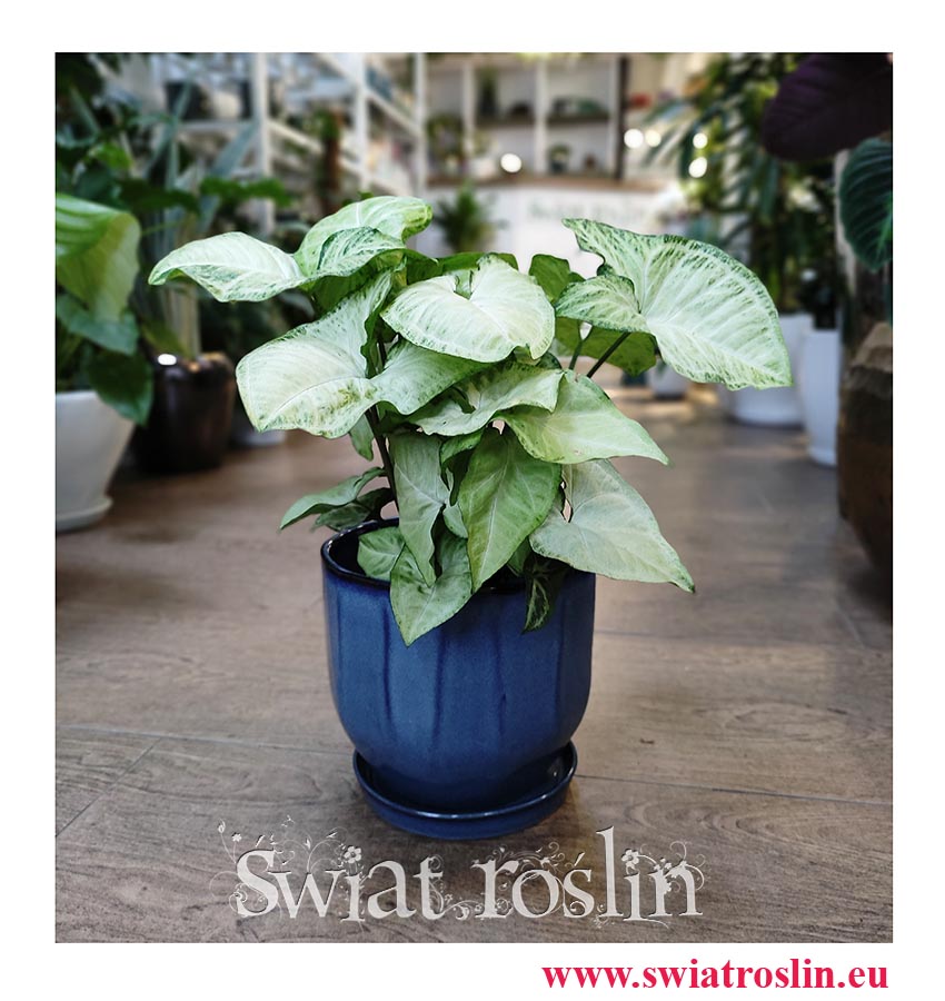 Syngonium Wihite Butterfly, Zroślicha Wihite Butterfly, sklep z roślinami