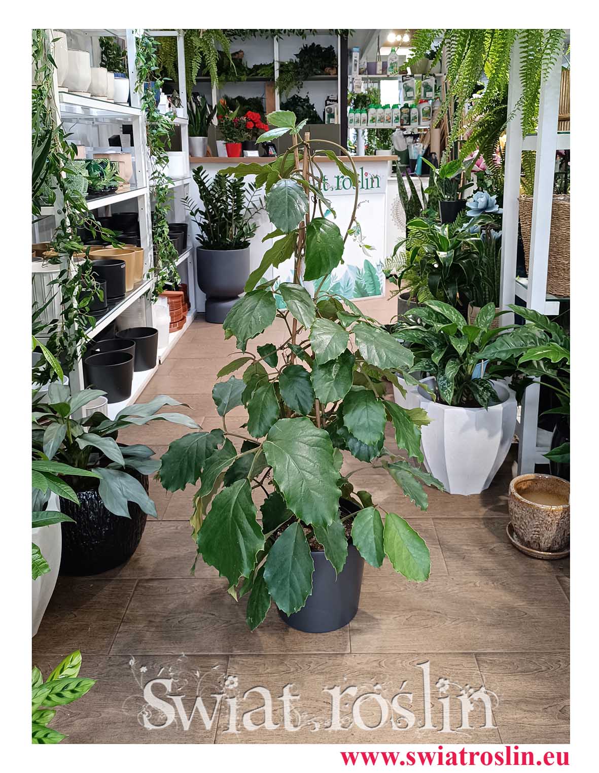 Tetrastigma Voinierianum najlepsza jakość icena z dostawą ze sklepu , Winorośl Kasztanowa do biura do restauracji do kawiarni do firmy, Winorośl Kasztanowata