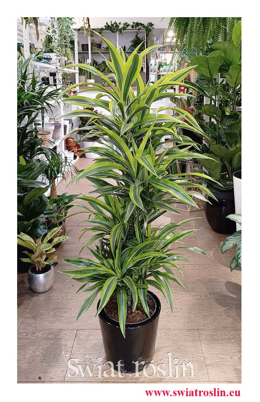 Łatwa w uprawie Wielka Dracena Lemon Lime, Duża Dracaena Lemon Lime, rośliny doniczkowe do firmy lub biura do mieszkanaia do domu kup w sklepie internetowym