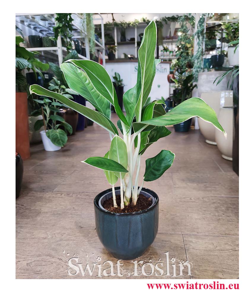 Aglaonema Cintho King, Aglonema Cintho King, internetowy sklep online z roślinami