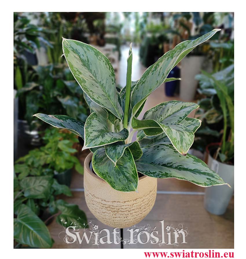 Aglaonema Cintho Queen, Aglonema Cintho Queen, aglonema roślina sklep online, wysyłka, popularne rośliny doniczkowe