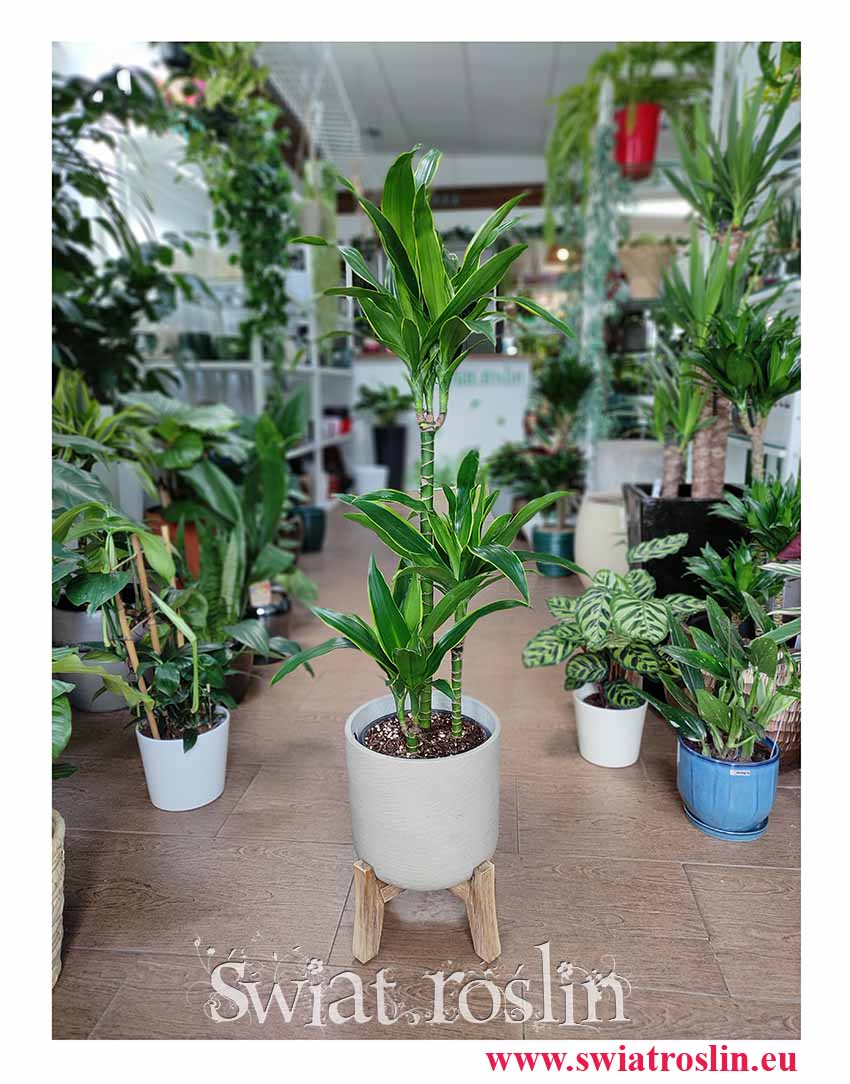 Dracaena Fragrans Arturo, Dracena Wonna Arturo, duze rośliny doniczkowe, wysyłka roślin doniczkowych, sklep internetowy