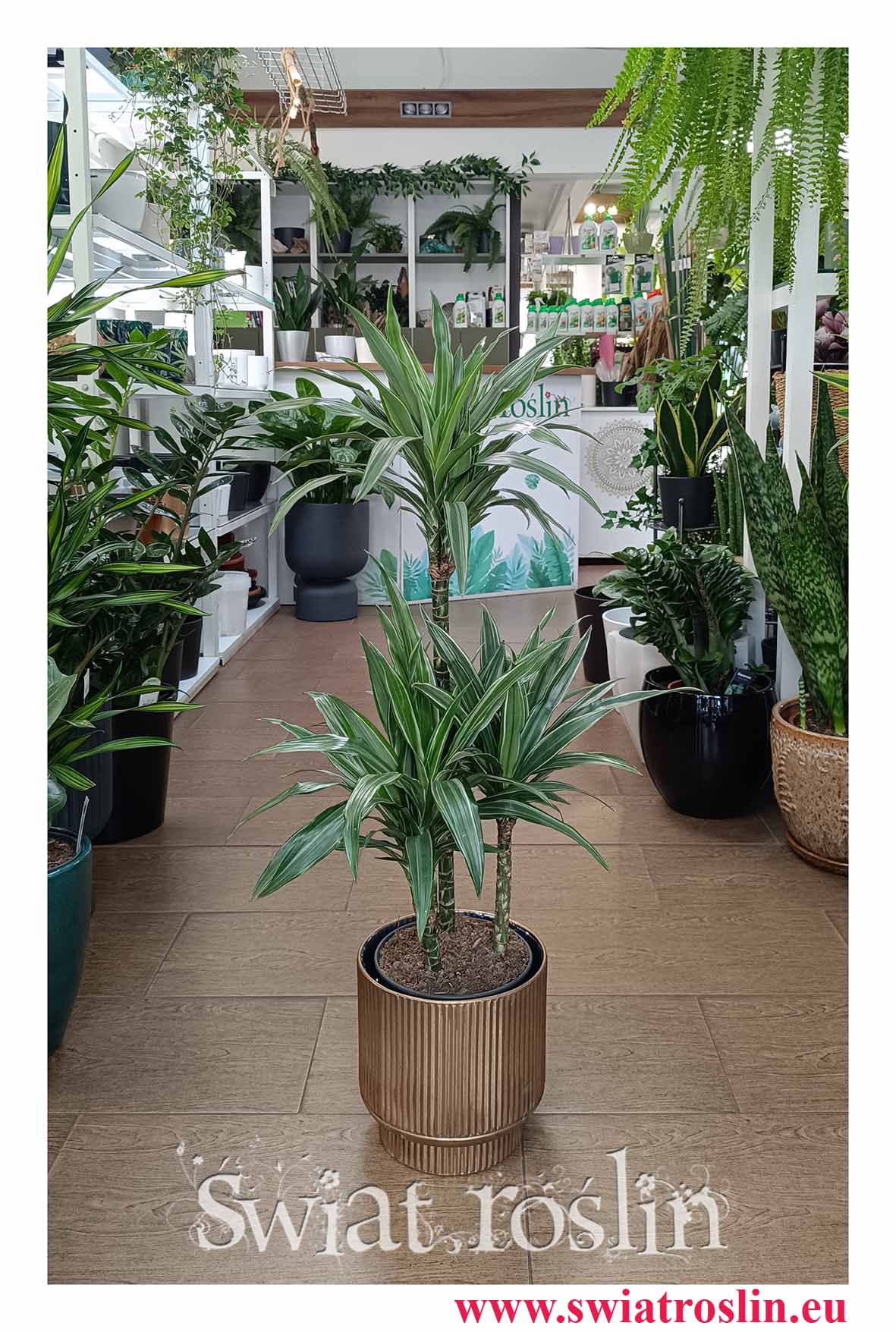 Dracaena Warnecki, Dracena Warnecki popularna roślina z insta sklep wysyłka do domu wnajlepszej cenie najlepsza jakość