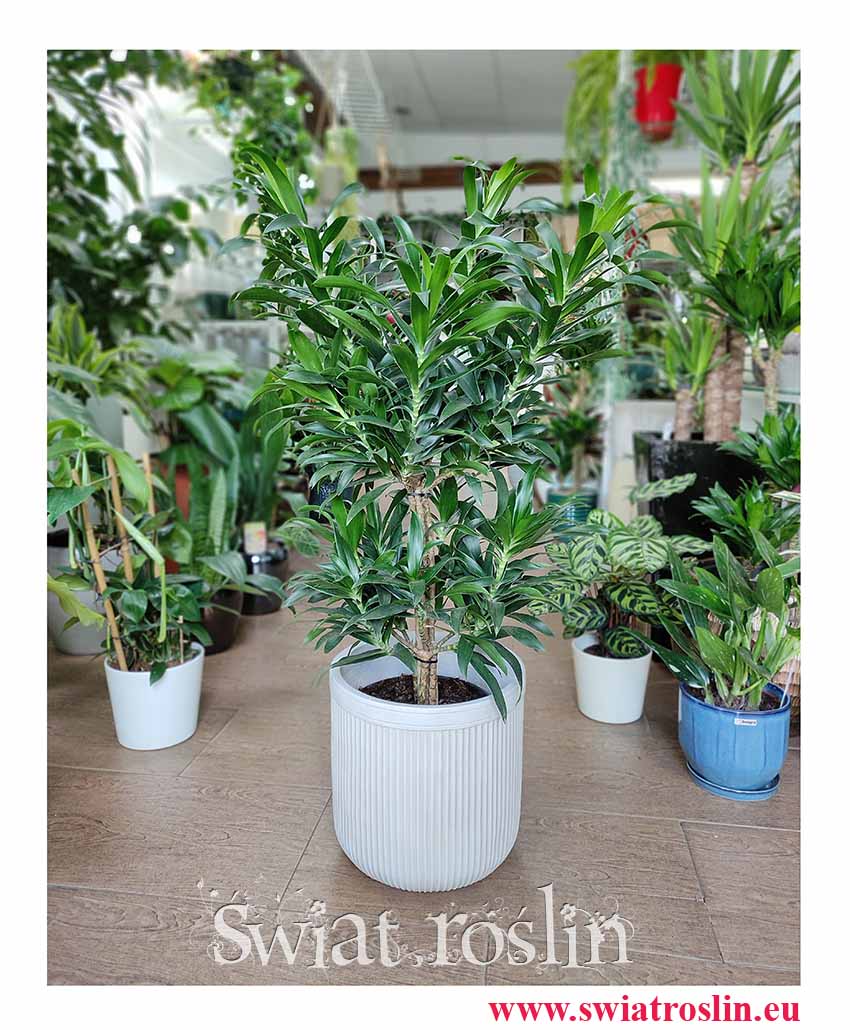 Dracena Reflexa, Dracaena Reflexa, Pleomele Reflexa, Dracena Odwrócona, modne rośliny doniczkowe, duże rośliny doniczkowe na pniu