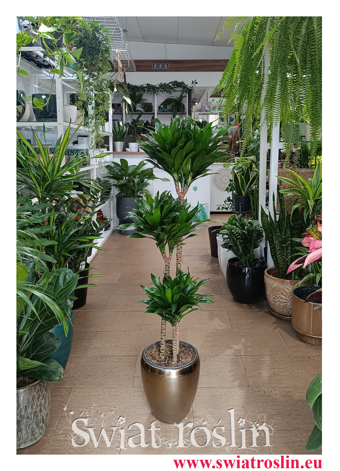 Duża Dracaena Compacta, duża Dracena Compacta trzypienna do biura do firmy do salonu do mieszkania do dużej przestrzeni