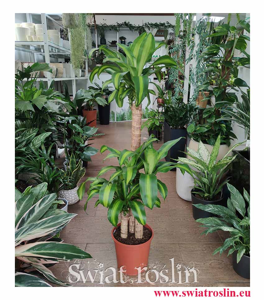 Duża Dracena Wonna, Wielka Dracaena Fragrans Massangeana, sklep z roślinami online internetowy wysyłka