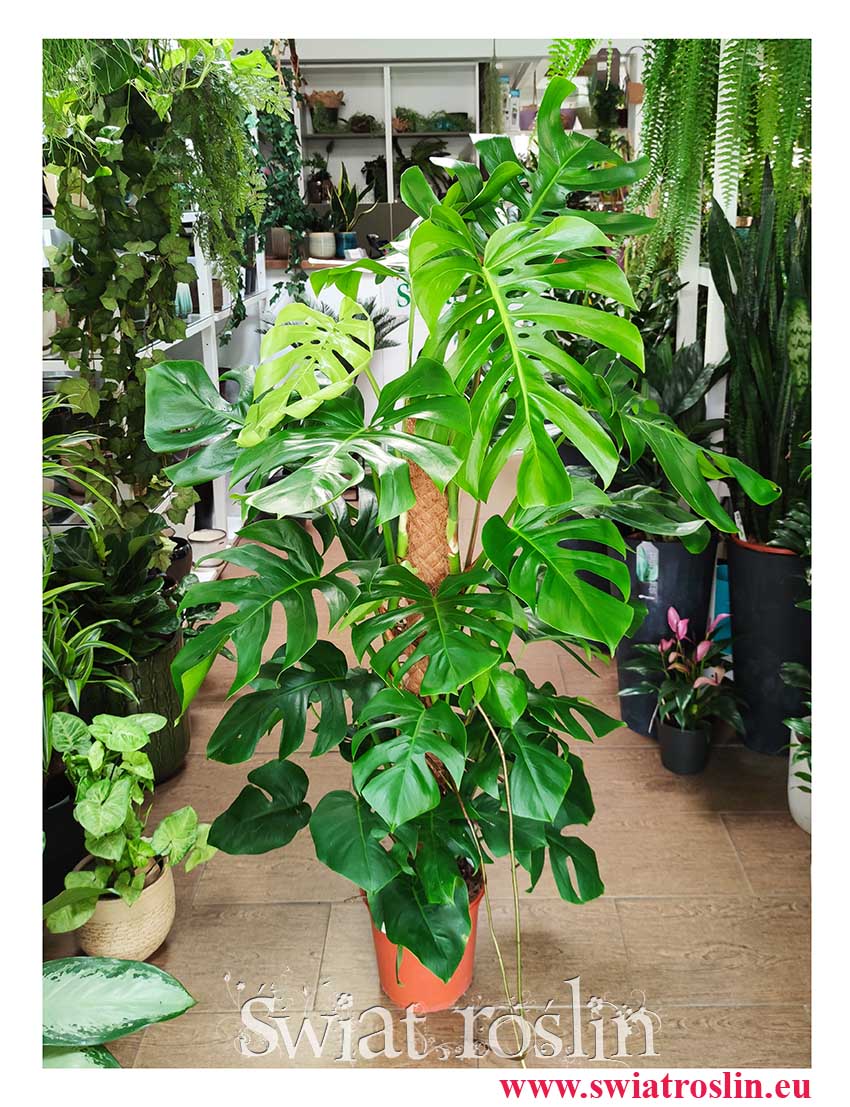 Duża Monstera Deliciosa na paliku, duża Monstera na paliku popularna z insta sklep Kraków