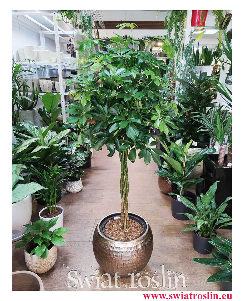 Duża Schefflera Arboricola Nora, Wielka Szeflera Drzewkowata Nora, szeflera do biura, do firmy, do mieszkania sklep online