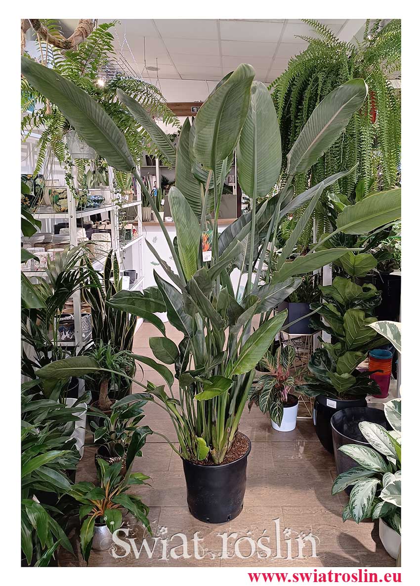 Duża Strelicja Królewska, wielka Strelitzia Reginae, najpiękniejsze rośliny do domu do biura do firmy do restauracji sklep Kraków