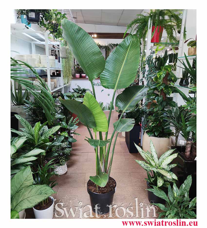 Duża strelica biała, wielka Strelitzia biała, wielka strelicja sklep w Krakowie
