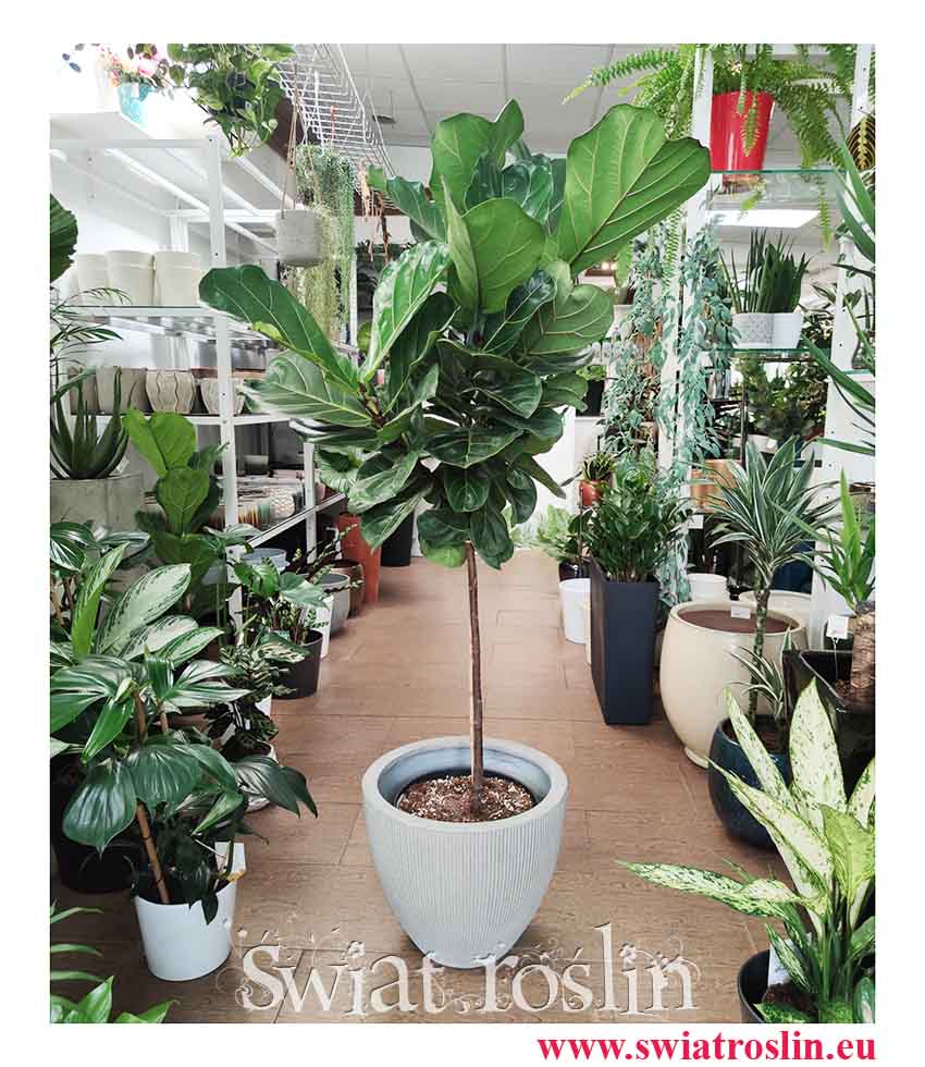 Duży Ficus Lyrata drzewko, Wielki Fikus Dębolistny Drzewko, Duży Figowiec Lirolistny Drzewko, Wielki Fikus Lyrata Drzewko, wysyłka roślin
