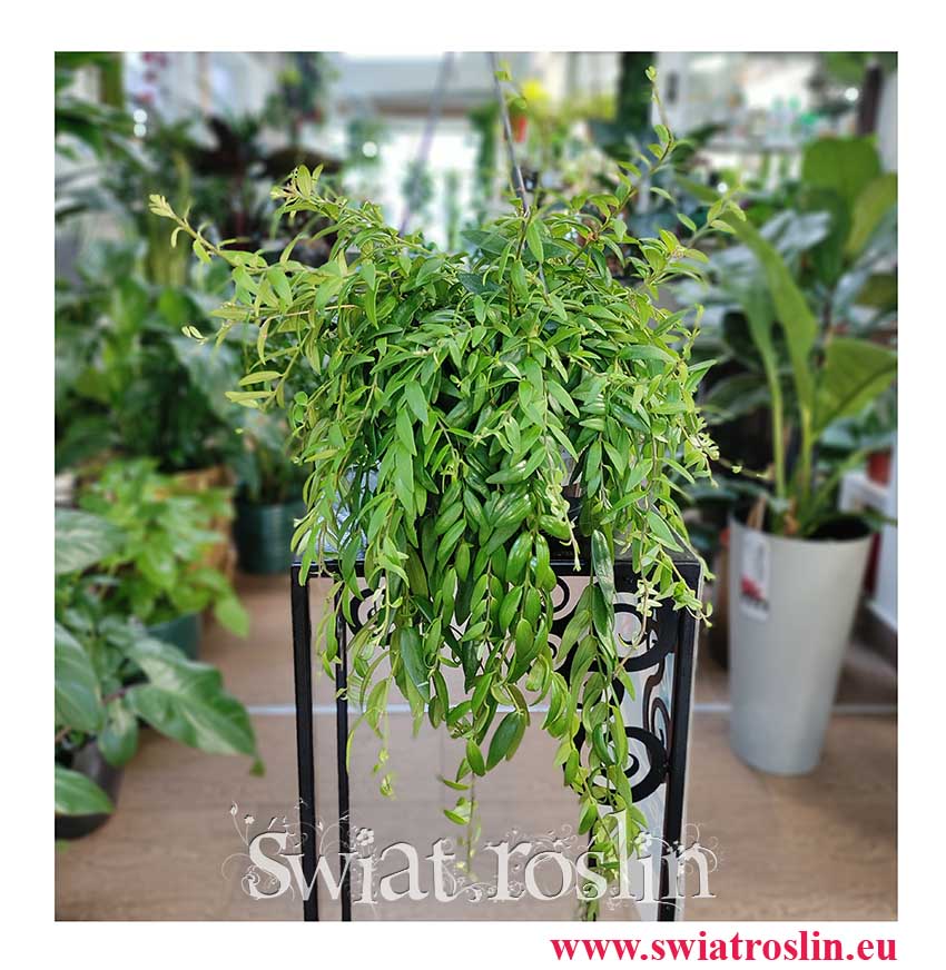 Eschynantus Japhrolepis, Eszynantus Japhrolepis, Aeschynanthus Japhrolepis, modne rośliny popularne rośliny sklep