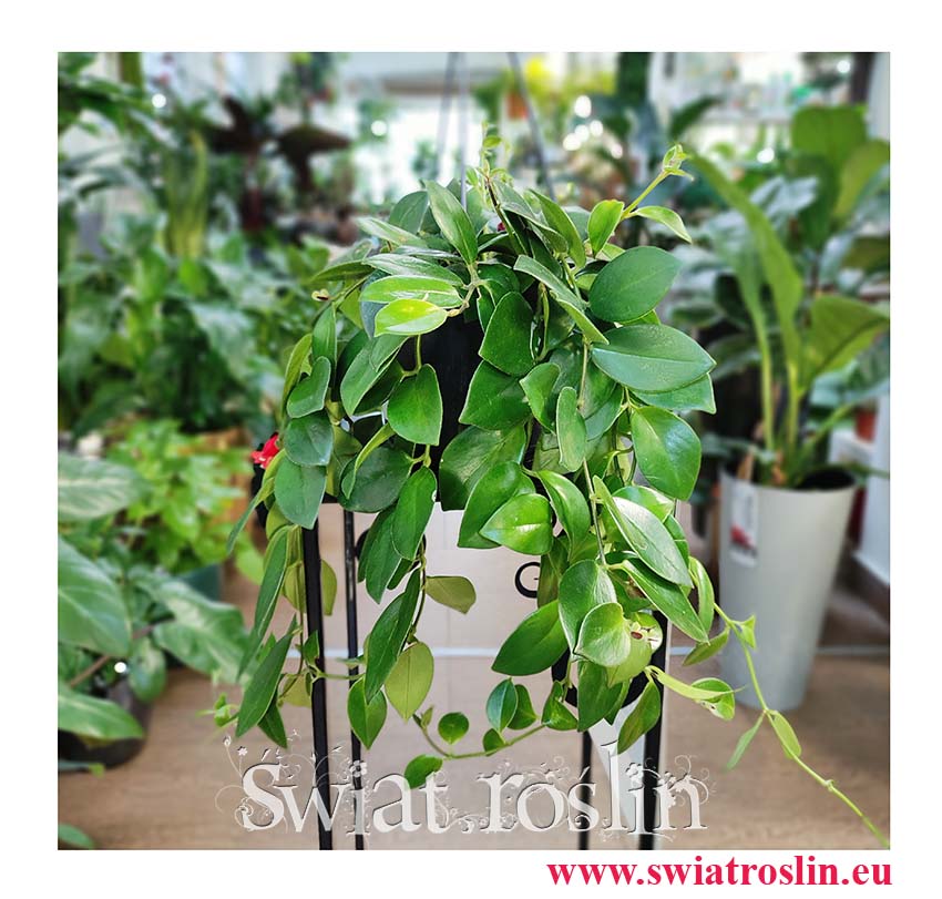 Eschynantus Japhrolepis, Eszynantus Japhrolepis, Aeschynanthus Japhrolepis, modne rośliny popularne rośliny sklep