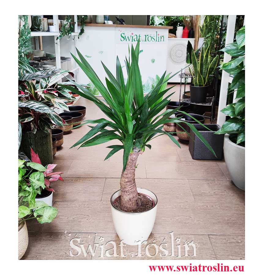 Juka Gwatemalska modna roślina sklep internetowy online , Yucca Elephantipes na insta sklep