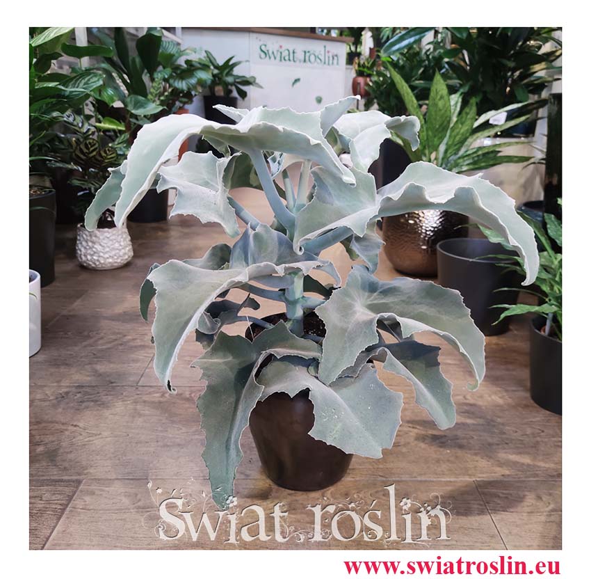 Kalanchoe Beharensis, Kalansza Beharensis, Pluszowe Uszy Słonia roślina, popularne rośliny doniczkowe