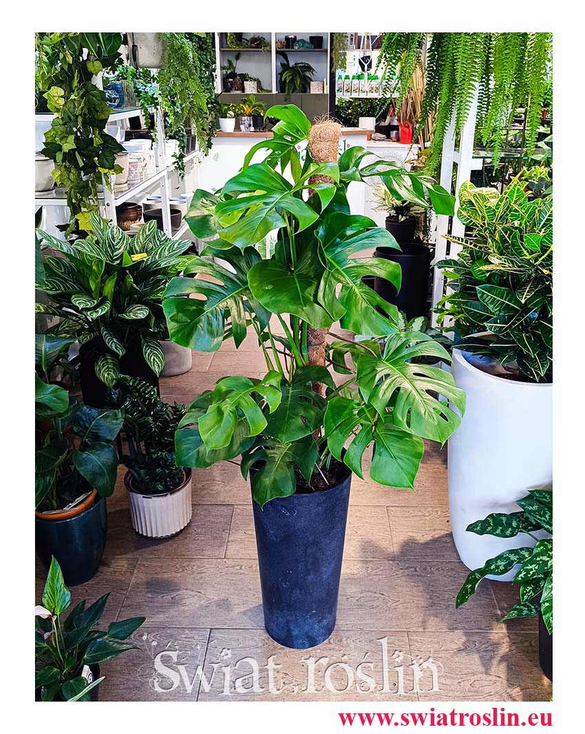 Monstera Deliciosa na palikuroślina do biura do mieszkanai do firmy do sklepu wysyłka sklep online