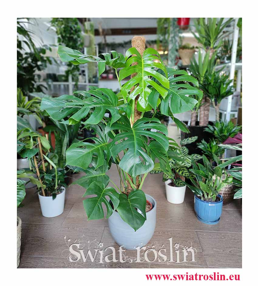 Monstera na paliku, Filodendron dziurawy na paliku, Monstera dziurawa na paliku, Philodendron Pertusem na paliku, Monstera Deliciosa na paliku, duża monstera Kraków