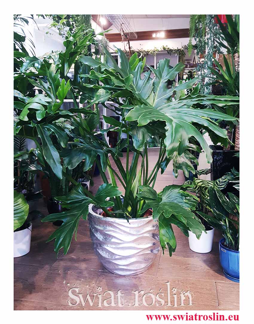 Philodendron Cum Laude, Filodendron Cum Laude, Thaumatophyllum Cum Laude, duże wielki rośliny Kraków