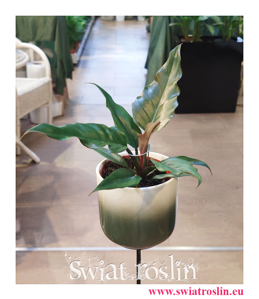 Philodendron Green Saw, Filodendron Green Saw, rośliny sklep online wysyłka