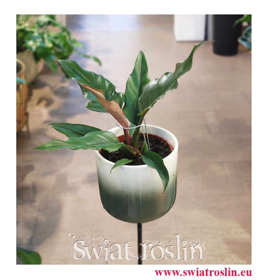 Philodendron Green Saw, Filodendron Green Saw, Rosliny Kraków