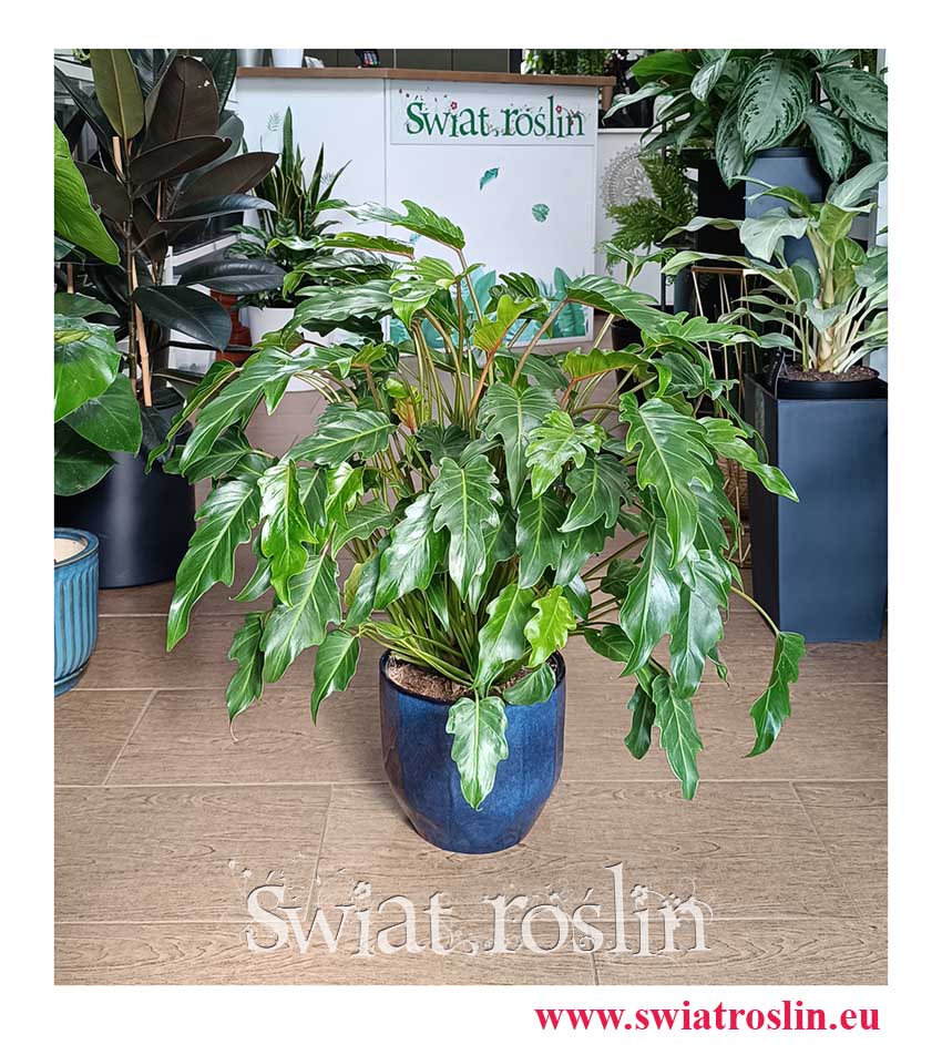 Philodendron Xanadu, Filodendron Xanadu z dostawą ze sklepu online, duża roślinadoniczkowa oczyszczająca powietrze z dostawą