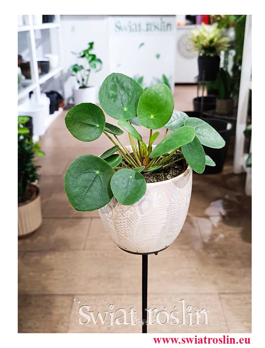 Pieniążek roślina, Pilea peperomioides wysyłka sklep stacjonarny w Krakowie, Roślina misyjna,