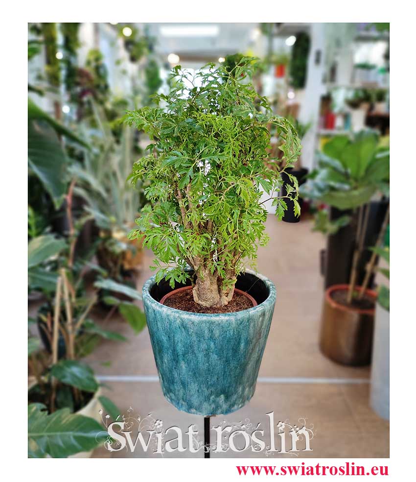 Polyscias Fruticosa, Aralia Fruticosa, kwiaty doniczkowe Kraków, wysyłka roślin, sklep z roślinami