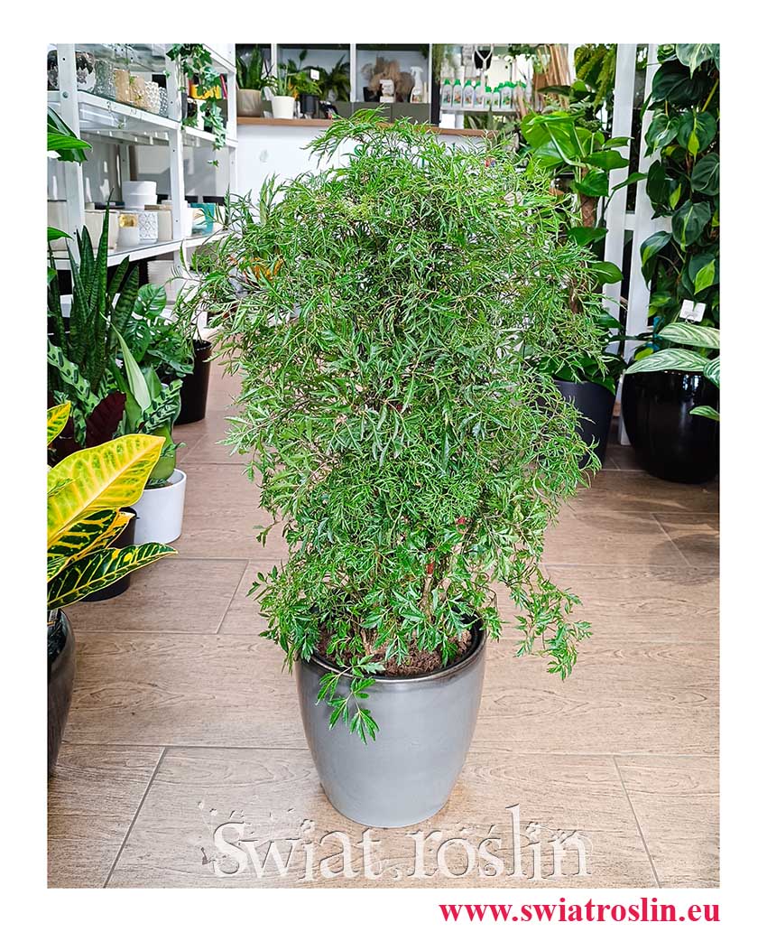 Polyscias Fruticosa, Aralia Fruticosa, wysyłka roślin sklep internetowy