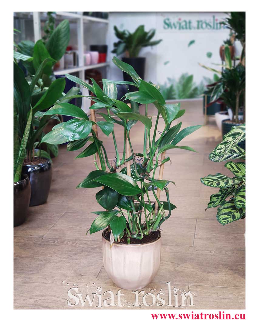 Raphidophora decursiva Dragon Tail, Filodendron Dragon Tail, Philodendron Dragon Tail, duże rośliny doniczkowe sklep online internetowy