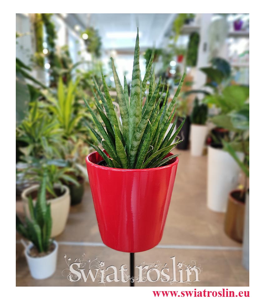 Sansevieria Comet Kichaka, Sansewieria Comet Kichaka, Wężownica, internetowy sklep z roślinami online