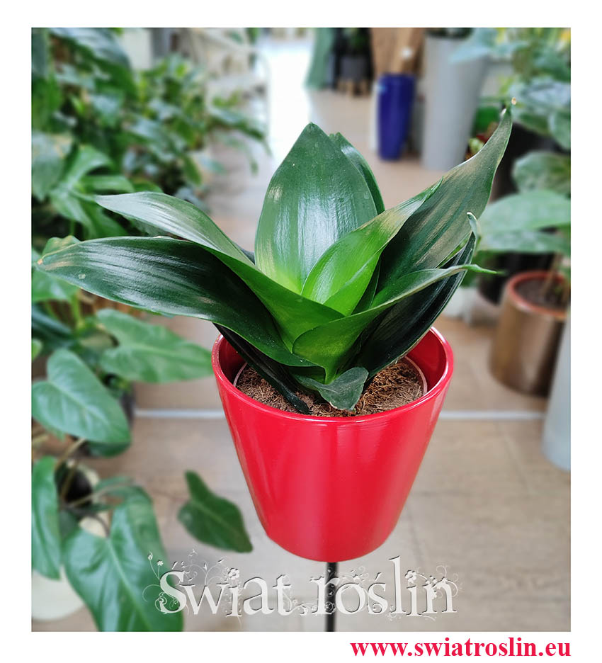 Sansevieria Hahnii Black, Sansewieria Hahnii Black, modne rośliny sklep Kraków