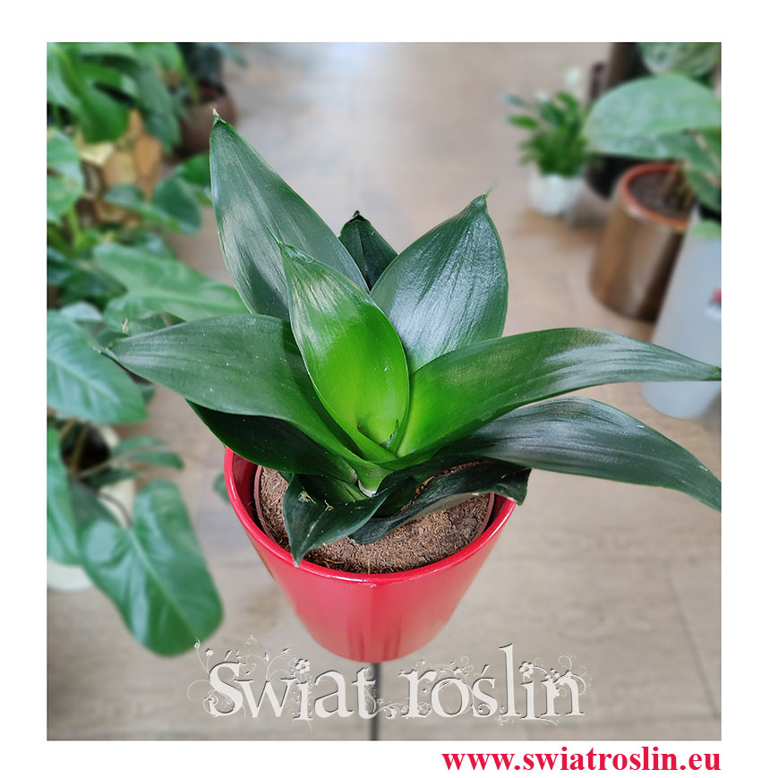 Sansevieria Hahnii Black, Sansewieria Hahnii Black, popularny sklep z roślinami online