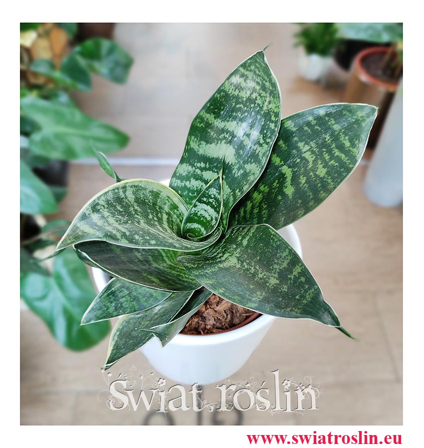 Sansevieria Hahnii Green, Sansewieria Hahnii Green, kwaity doniczkowe Kraków