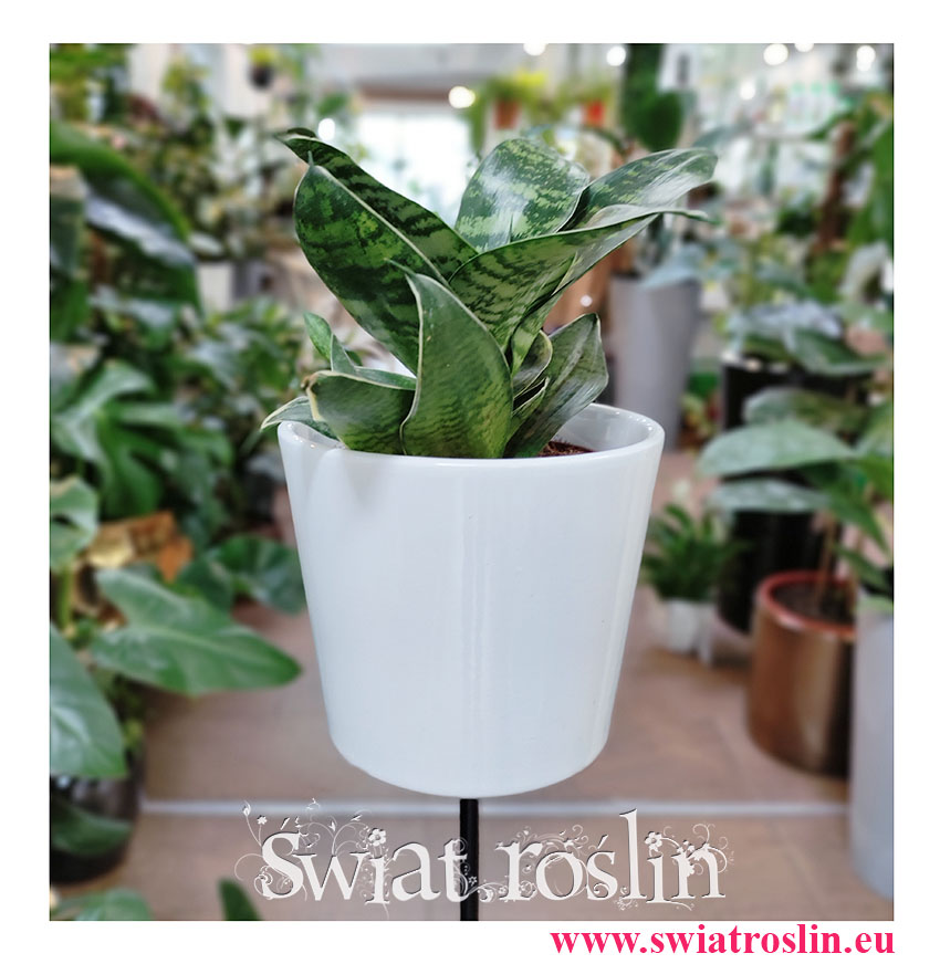 Sansevieria Hahnii Green, Sansewieria Hahnii Green, rośliny do biura, kwiaty doniczkowe na parapet