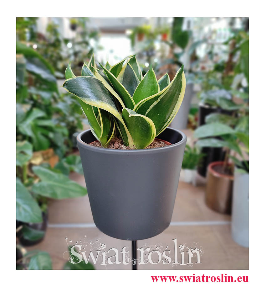 Sansevieria Hahnii Jade Marginata, Sansewieria Hahnii Jade Marginata, kwiaty doniczkowe sklep