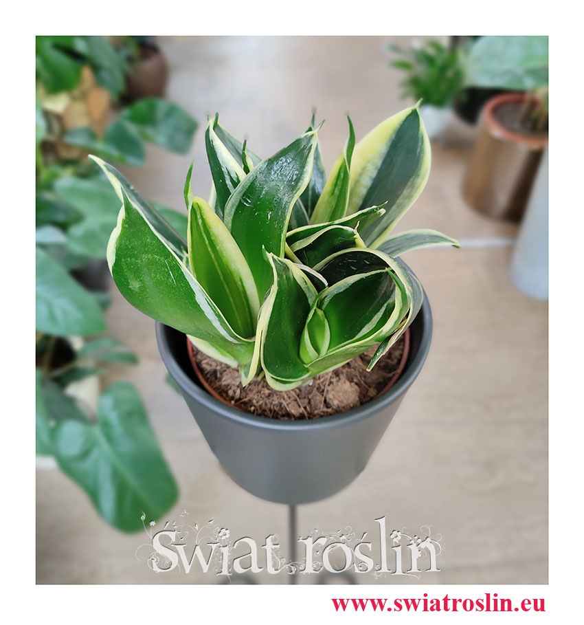 Sansevieria Hahnii Jade Marginata, Sansewieria Hahnii Jade Marginata, rośliny doniczkowe sklep online, popularne rośliny