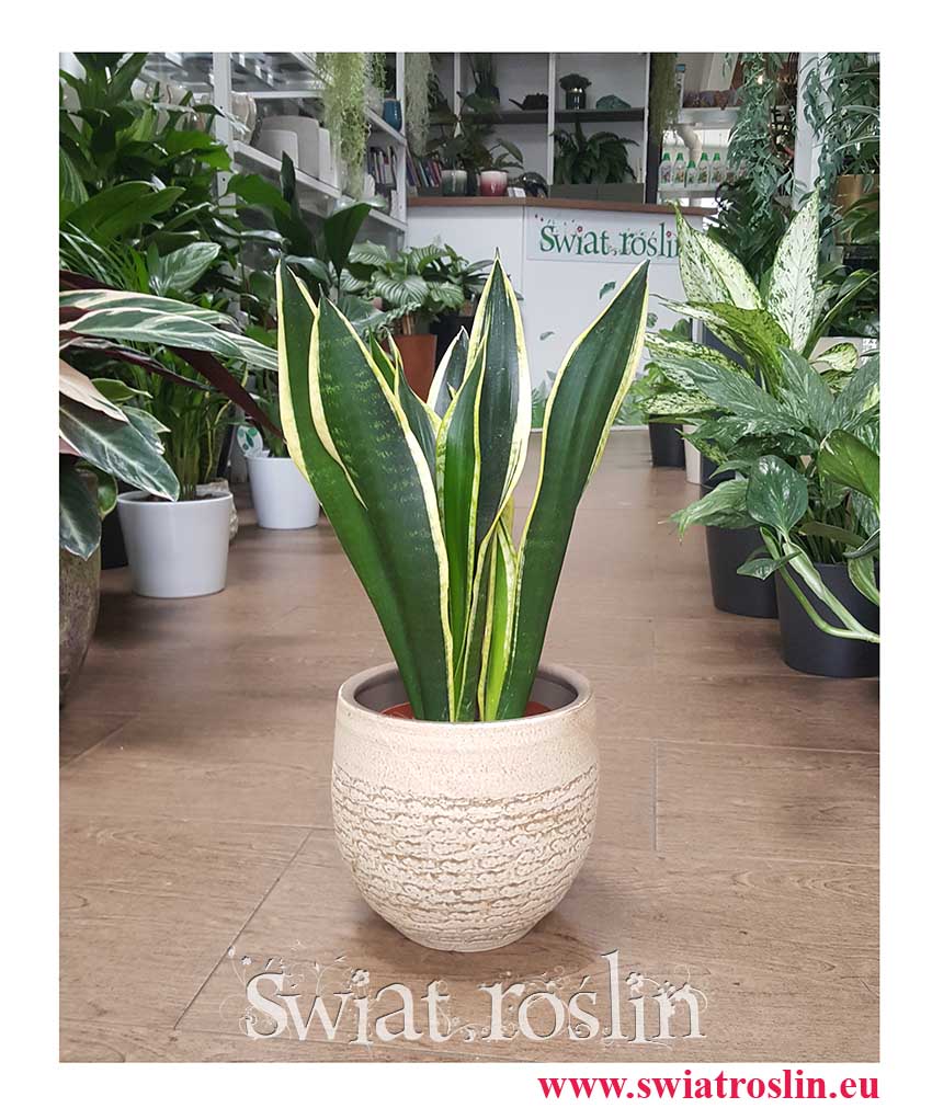 Sansevieria Lemon Flame, Sansewieria Lemon Flame, sklep internetowy z roślinami doniczkowymi online
