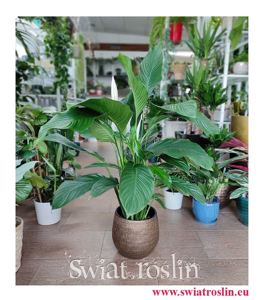 Spathiphyllum Alfetta, Skrzydłokwiat Alfetta, duże rośliny doniczkowe, modne rośliny doniczkowe