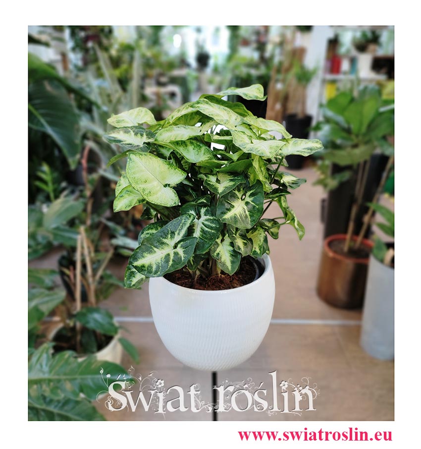 Syngonium Pixie, Syngonium Podophyllum Pixie, Zroślicha, kwiaty doniczkowe sklep internetowy online, wysyłka roślin doniczkowych