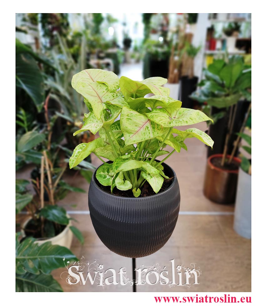 Syngonium Sunshine, Syngonium Podophyllum Sunshine, Zroślicha, sklep z roślinami w Krakowie