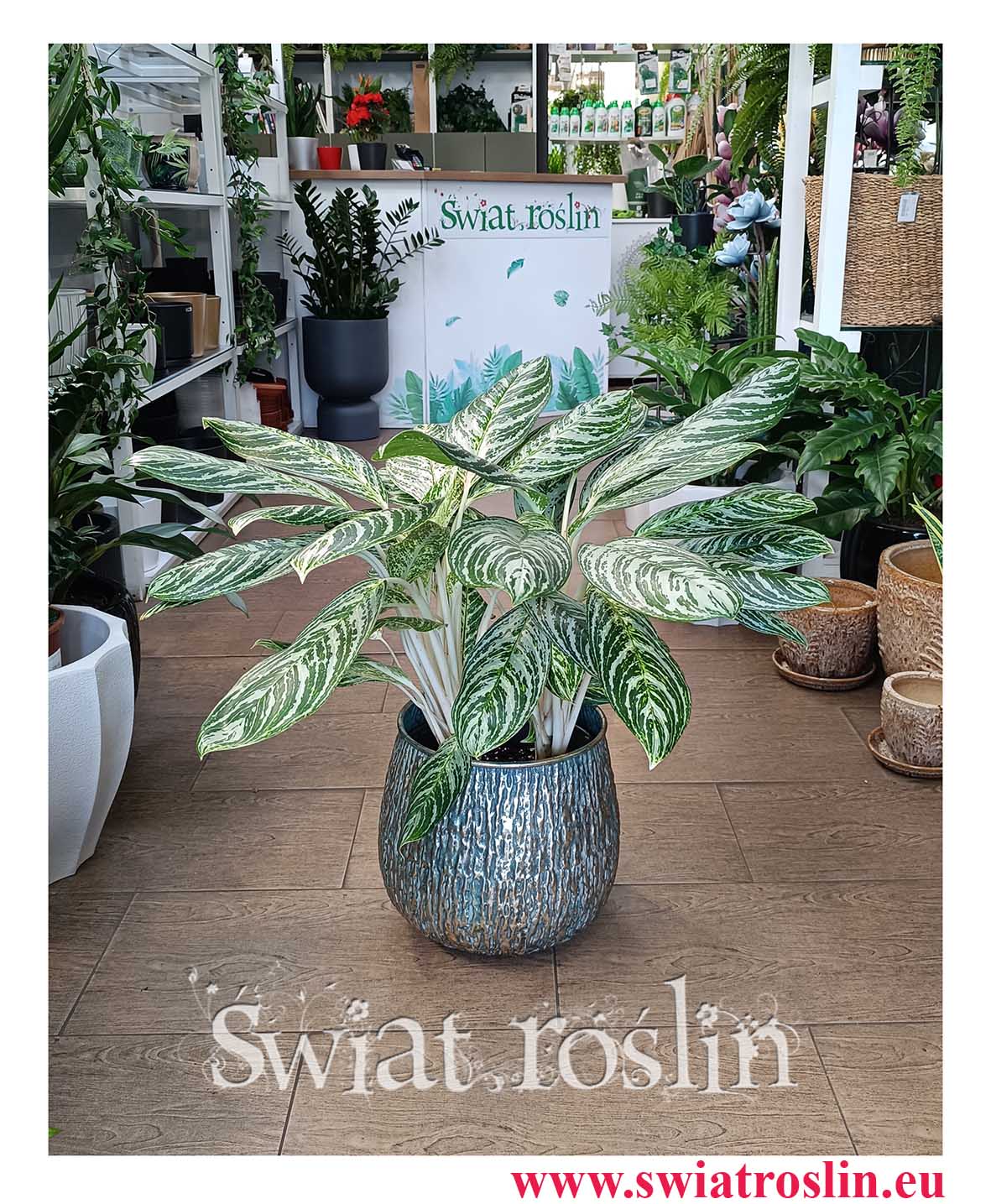 Aglaonema Madonna odporna roślina oczyszczająca powietrze, Aglonema Madonna roślina łatwa w uprawie z dostawą w najlepszej cenie i jakości