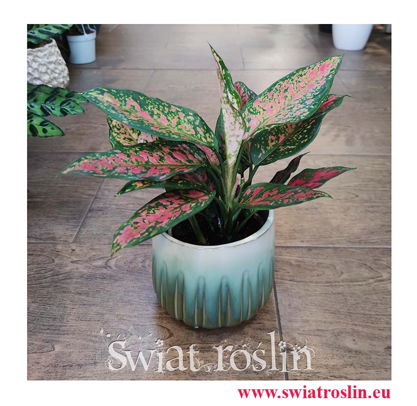 Aglaonema Point Star sklep internetowy online, Aglonema Point Star