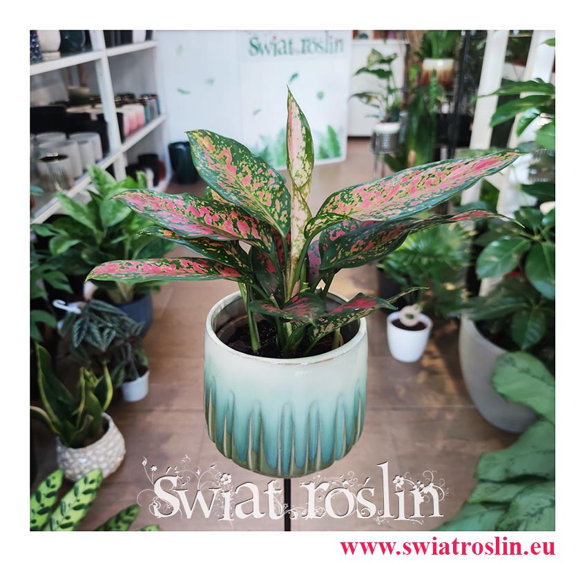 Aglaonema Point Star sklep online Kraków, Aglonema Point Star