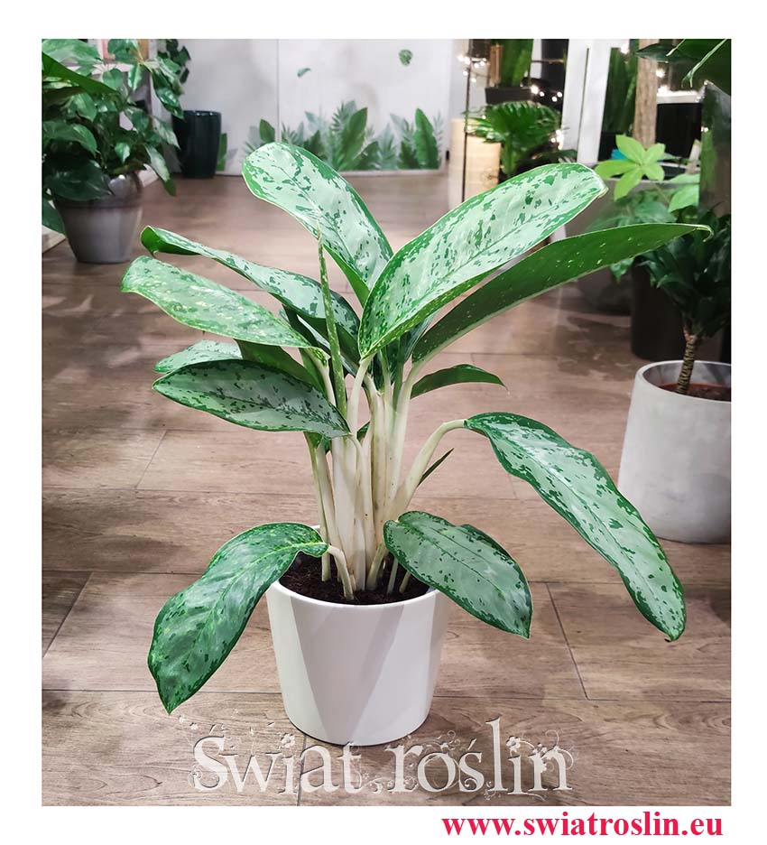 Aglaonema Royal Diamond, Aglonema Royal Diamond popularne rośliny sklep online internetowy